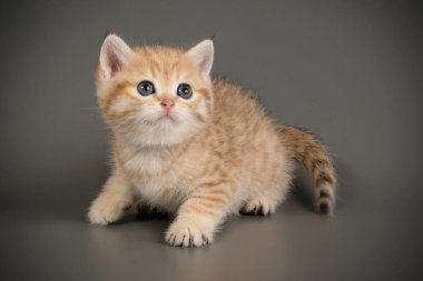 Britanya ile ilgili stenografi kedi renkli arka plan üzerinde