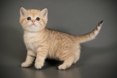 Britanya ile ilgili stenografi kedi renkli arka plan üzerinde