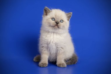 renkli arka plan üzerinde İskoç düz stenografi kedi