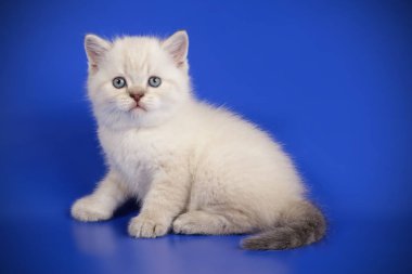 renkli arka plan üzerinde İskoç düz stenografi kedi