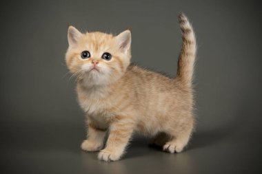 Britanya ile ilgili stenografi kedi renkli arka plan üzerinde