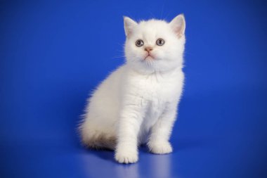 renkli arka plan üzerinde İskoç düz stenografi kedi