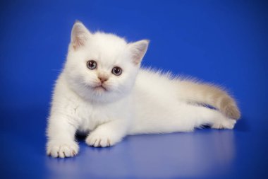 renkli arka plan üzerinde İskoç düz stenografi kedi