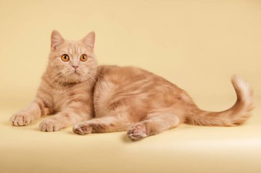 renkli arka plan üzerinde İskoç düz stenografi kedi