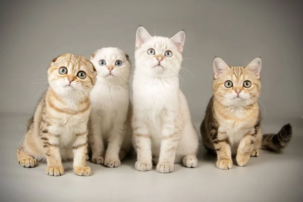 Schottische Katze auf farbigen Hintergründen — Stockfoto