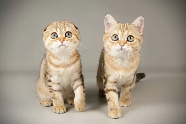 Scottish cat on colored backgrounds — Stock Photo, Image