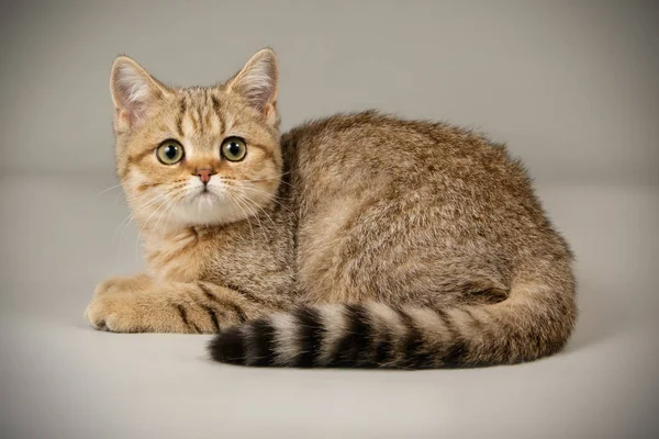 Scottish straight shorthair cat on colored backgrounds — Stock Photo, Image