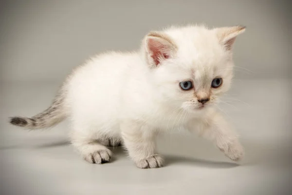 Skotský rovný krátkosrstá kočka na barevné pozadí — Stock fotografie