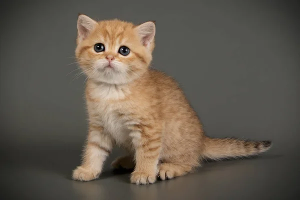 Britische Kurzhaarkatze auf farbigen Hintergründen — Stockfoto