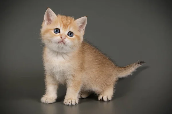 Britische Kurzhaarkatze auf farbigen Hintergründen — Stockfoto