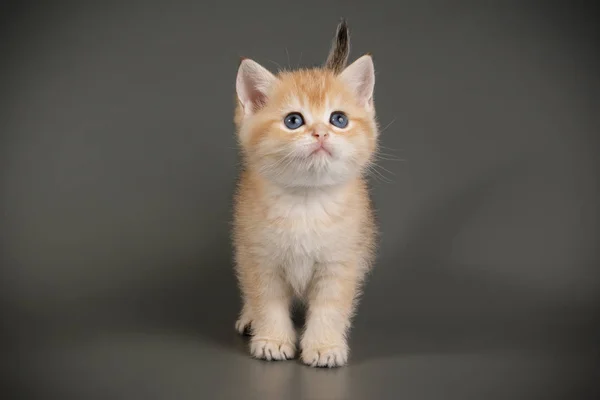 브리티시 쇼트헤어 고양이 색 배경에 — 스톡 사진