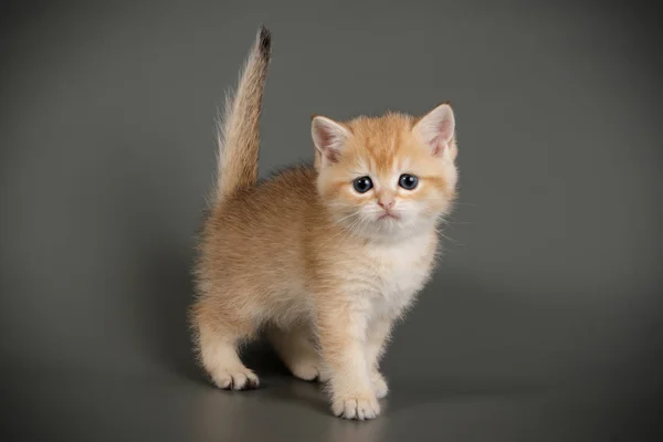 カラーの背景上のブリティッシュショートヘアの猫 — ストック写真