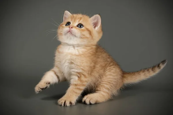Британская короткошерстная кошка на цветном фоне — стоковое фото