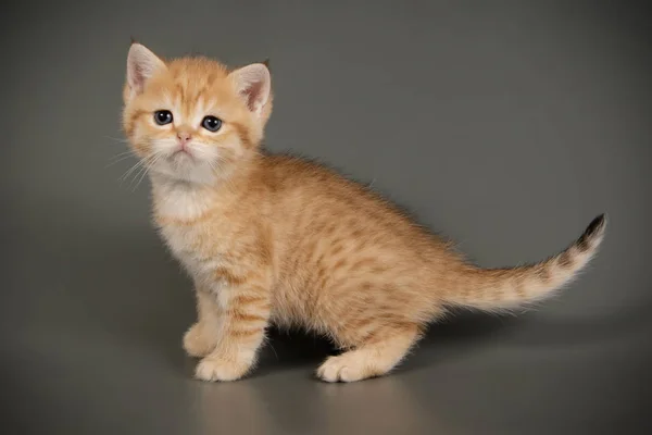 Британская короткошерстная кошка на цветном фоне — стоковое фото