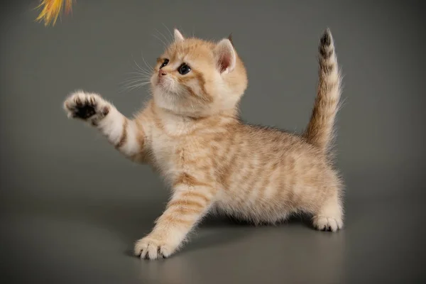 Británico taquigrafía gato en color fondos —  Fotos de Stock