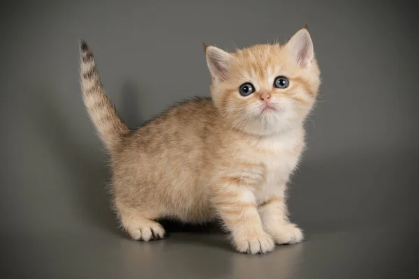 Britânico gato shorthair em fundos coloridos — Fotografia de Stock