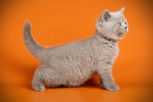 Scottish straight shorthair cat on colored backgrounds — Stock Photo, Image