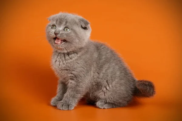 Schottische Falte Kurzhaarkatze auf farbigen Hintergründen — Stockfoto