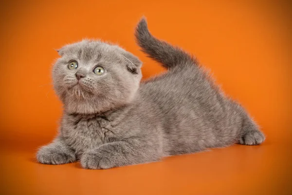 Scottish fold shorthair cat on colored backgrounds — Stock Photo, Image