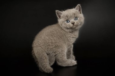 Britanya ile ilgili stenografi kedi renkli arka plan üzerinde