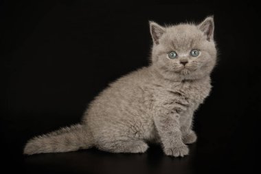 Britanya ile ilgili stenografi kedi renkli arka plan üzerinde