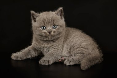 Britanya ile ilgili stenografi kedi renkli arka plan üzerinde