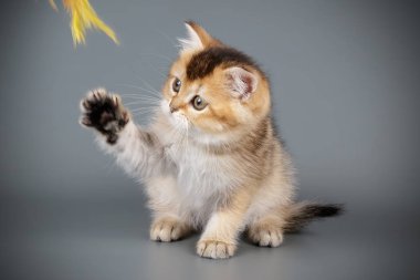 renkli arka plan üzerinde İskoç düz stenografi kedi