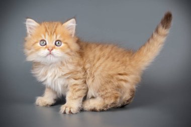 renkli arka plan üzerinde İskoç düz longhair kedi