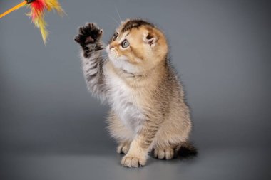 İskoç fold stenografi kedi renkli arka plan üzerinde