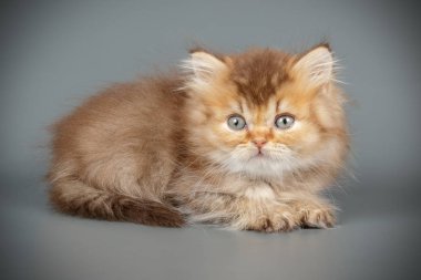 renkli arka plan üzerinde İskoç düz longhair kedi