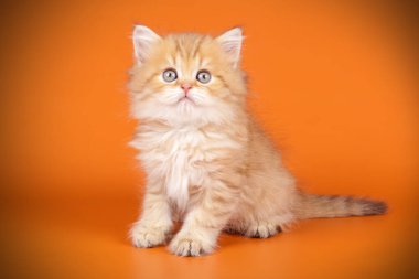 renkli arka plan üzerinde İskoç düz longhair kedi