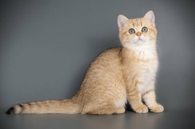 renkli arka plan üzerinde İskoç düz stenografi kedi