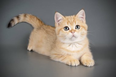 renkli arka plan üzerinde İskoç düz stenografi kedi