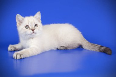 renkli arka plan üzerinde İskoç düz stenografi kedi