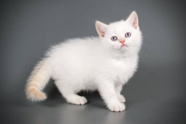 renkli arka plan üzerinde İskoç düz stenografi kedi