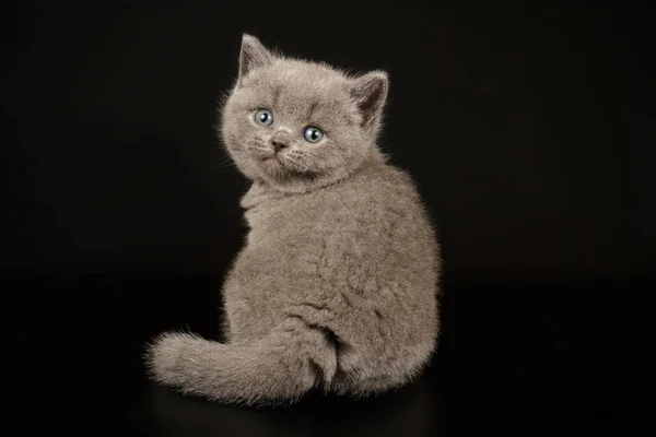 Británico taquigrafía gato en color fondos — Foto de Stock