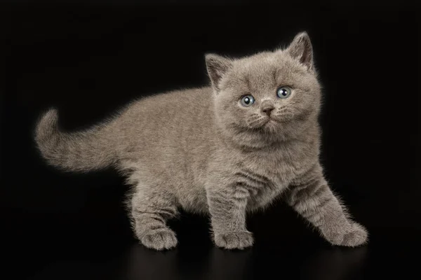 Chat à poil court britannique sur fond coloré — Photo