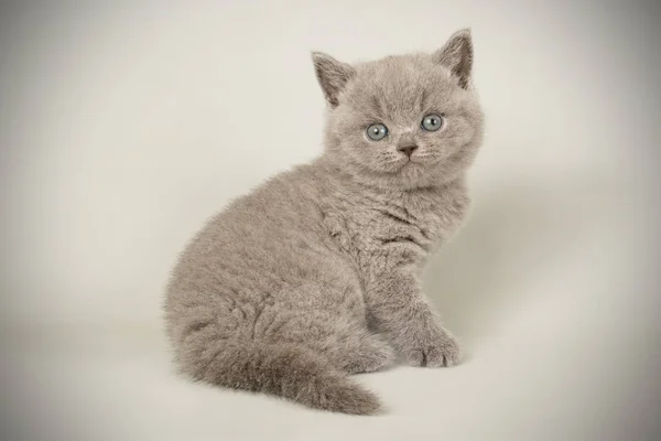 British shorthair cat on colored backgrounds — Stock Photo, Image