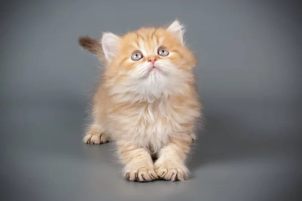 Schottische glatte Langhaarkatze auf farbigem Hintergrund — Stockfoto