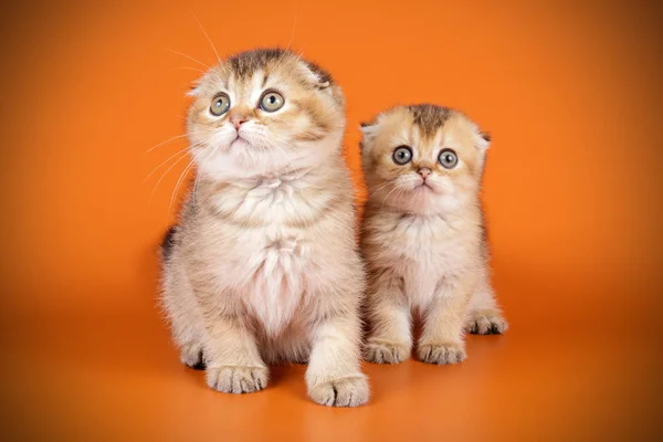 Scottish fold shorthair cat on colored backgrounds — Stock Photo, Image