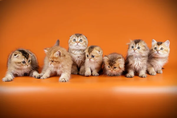 Scottish cat on colored backgrounds — Stock Photo, Image