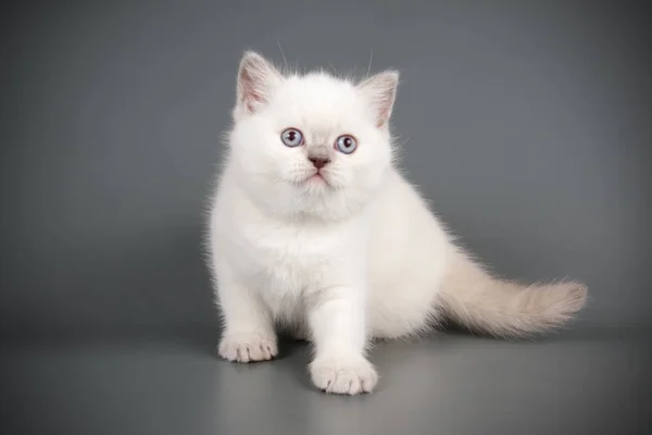 Schottische Kurzhaarkatze auf farbigen Hintergründen — Stockfoto