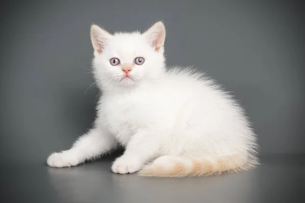 Schotse rechte korthaar kat op een gekleurde achtergrond — Stockfoto