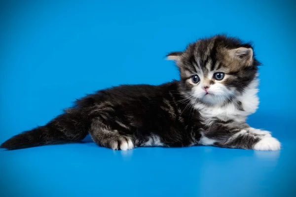 Escocês em linha reta curta gato em fundos coloridos — Fotografia de Stock