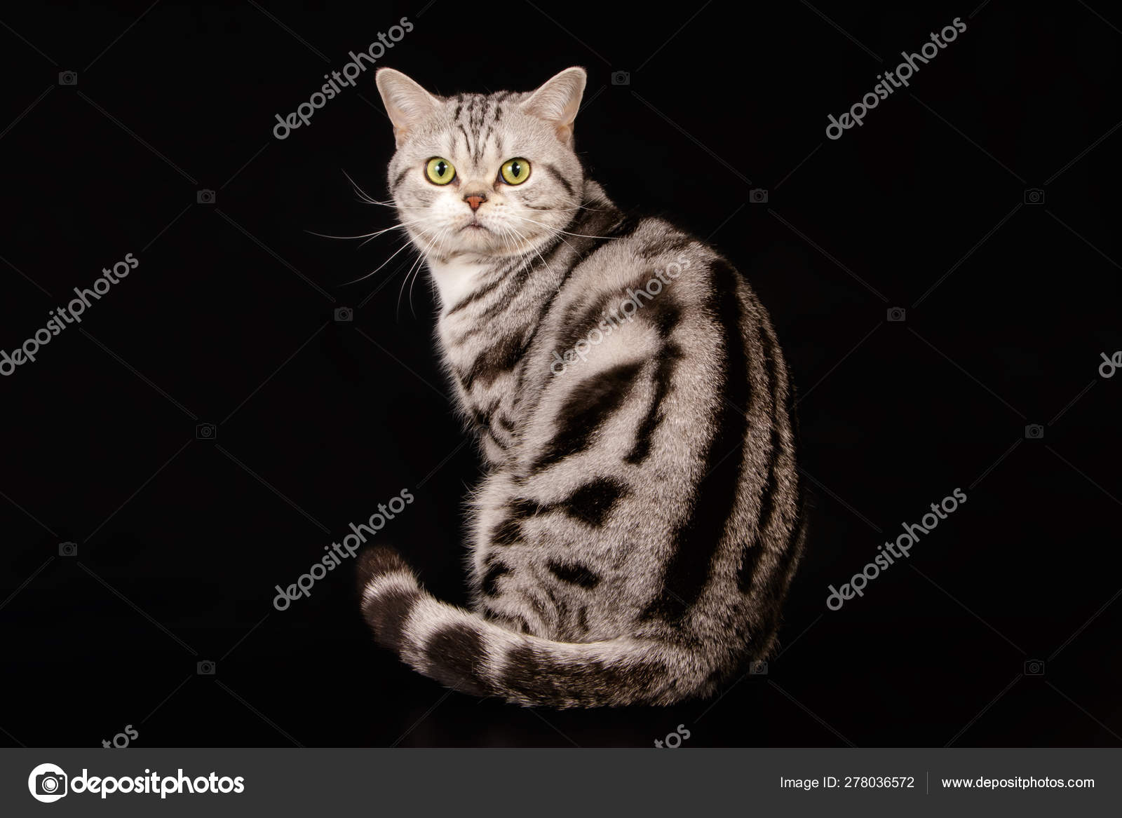 彩色背景的美国短毛猫猫 图库照片 C Alex Vol