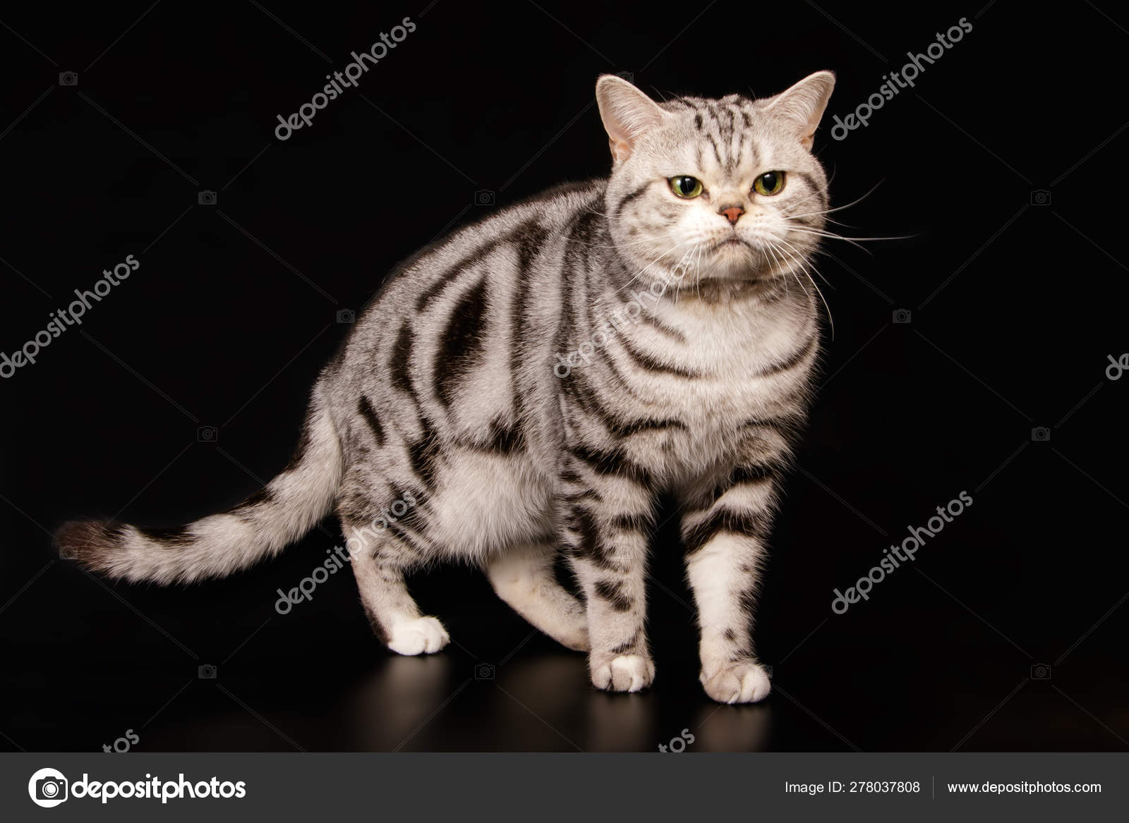 Chat Americain A Poil Court Sur Fond Colore Image Libre De Droit Par Alex Vol C