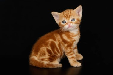 Renkli arka plan üzerinde Amerikalı stenografi kedi