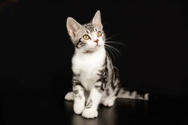 Renkli arka plan üzerinde Amerikalı stenografi kedi