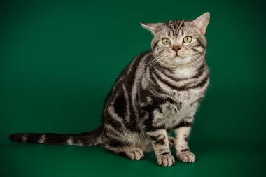 Renkli arka plan üzerinde Amerikalı stenografi kedi