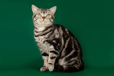 Renkli arka plan üzerinde Amerikalı stenografi kedi